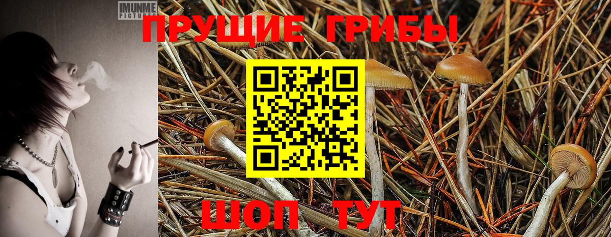 Псилоцибиновые грибы Cubensis  Вход с VPN  Бор 